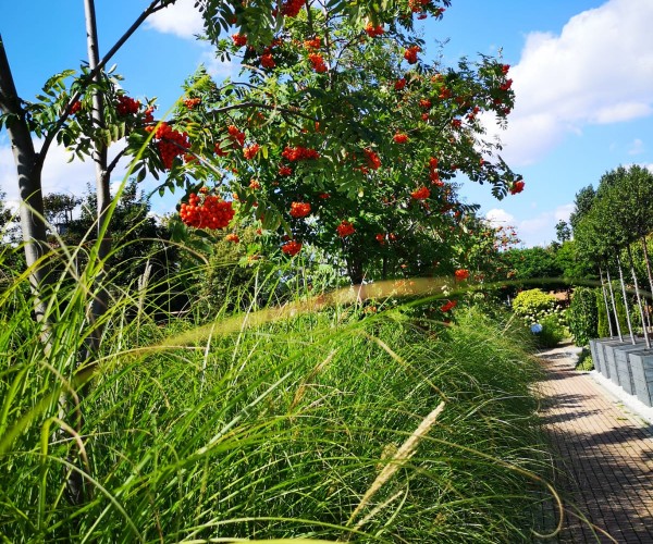 BetaMed Chorzów - Park