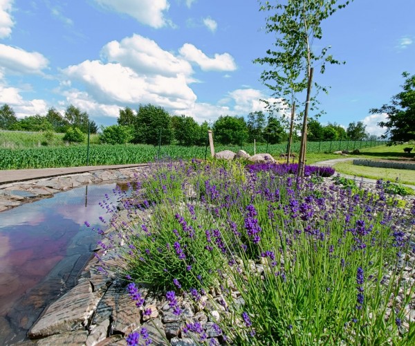 Staw Wodzislaw Śląski