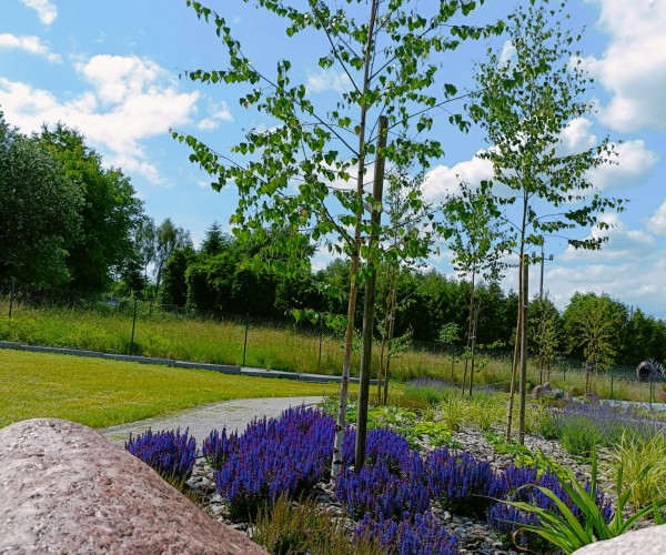 Staw Wodzislaw Śląski