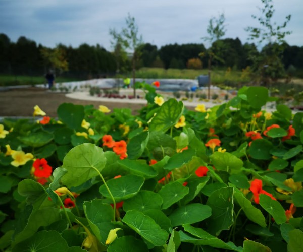 Staw Wodzislaw Śląski